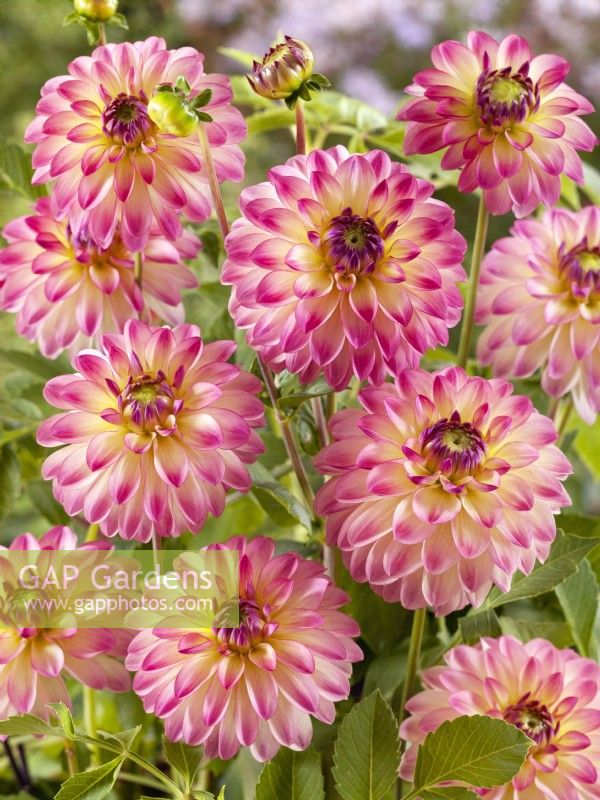 Dahlia Decorative Pure Happiness, summer August