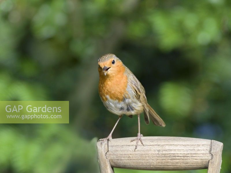 Erithacus rubecula - Robin perched on garden fork handle