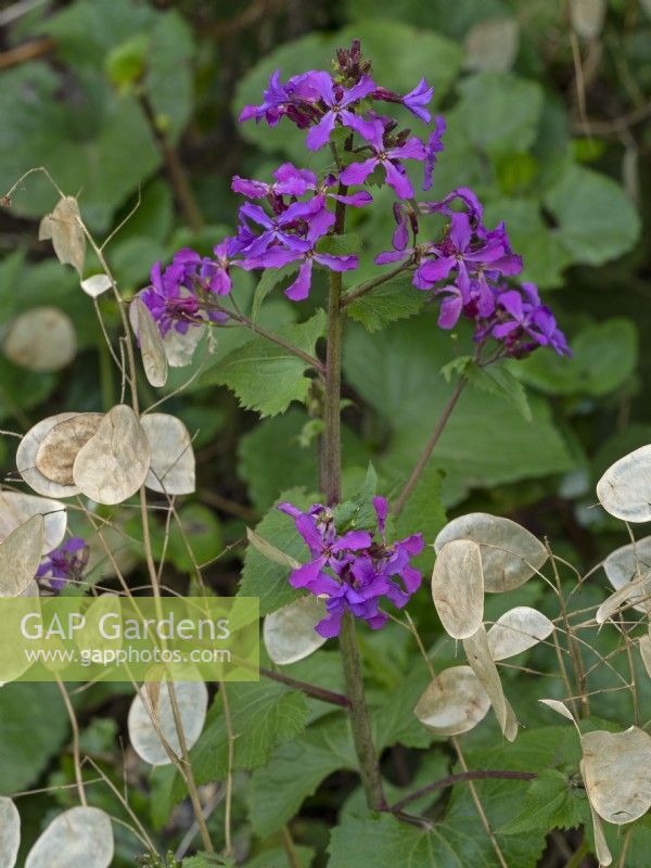 Annual honesty Lunaria annua Late March and last years seed pods
