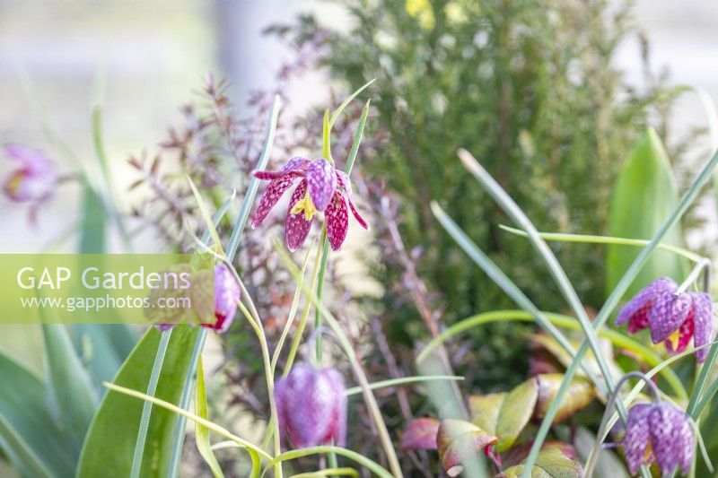 Snakes Head Fritillarias flowering in layered container