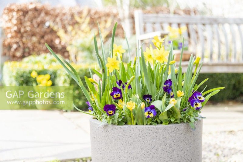 Crocus 'Romance', Narcissus 'Tete a Tete' and violas flowering in layered container