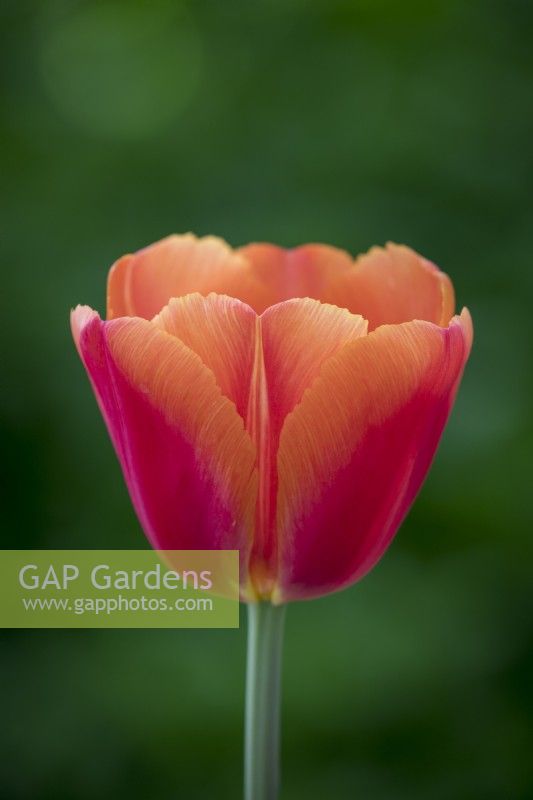 Tulipa 'Time Out'