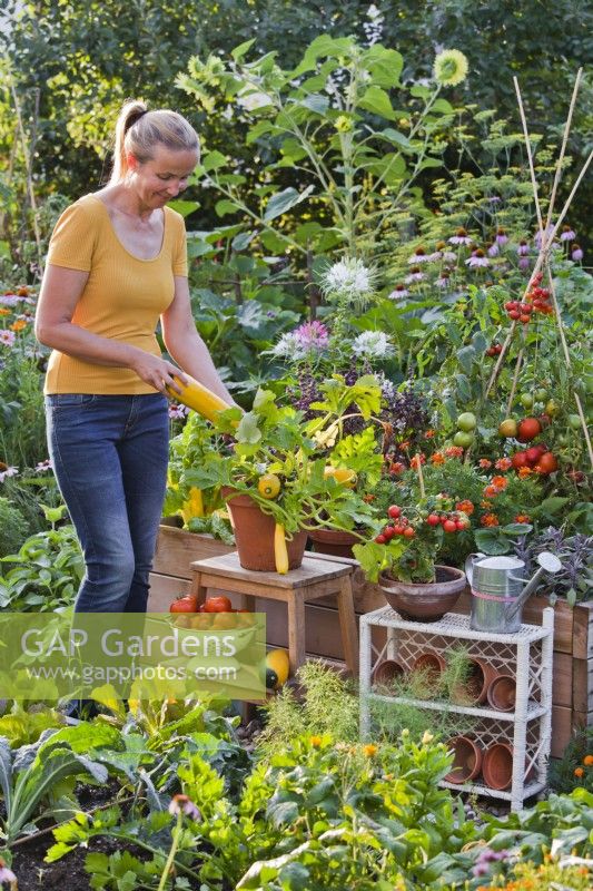 Woman harvesting courgettes 'Atena Polka F1' from pot.
