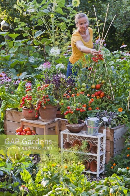 Woman picking tomatoes from raised bed.