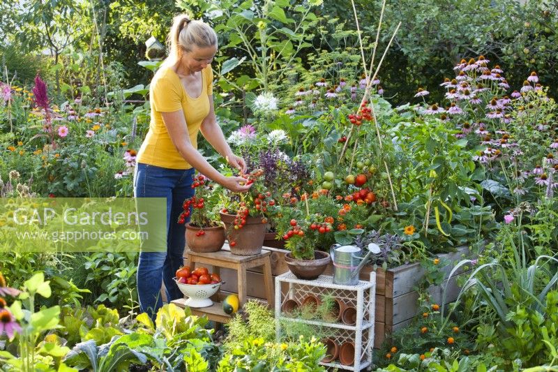 Woman picking tomatoes growing in pots.