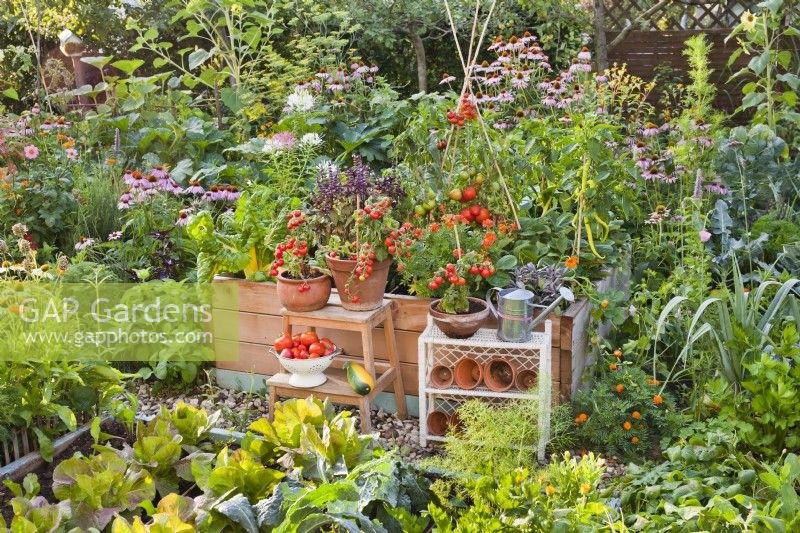 Organic kitchen garden with raised beds and pot grown tomatoes.