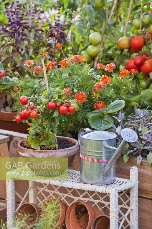 Pot grown tomato and watering can on stand.