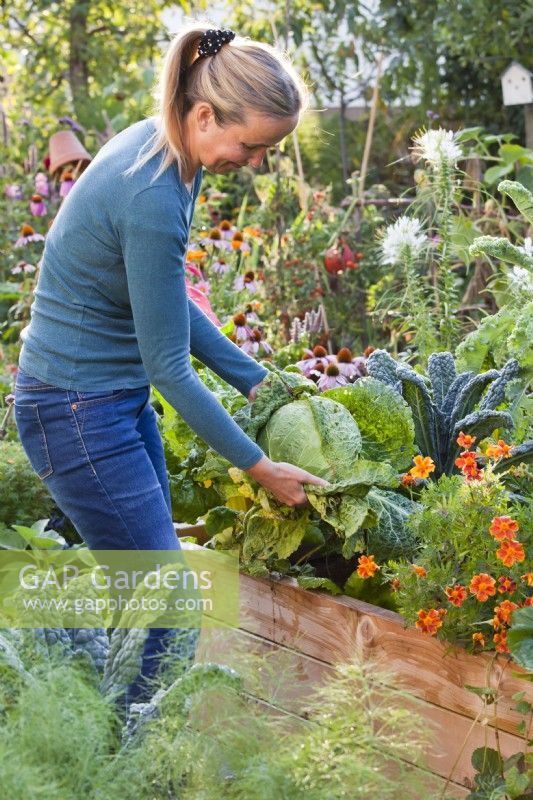 Woman harvesting savoy cabbage.
