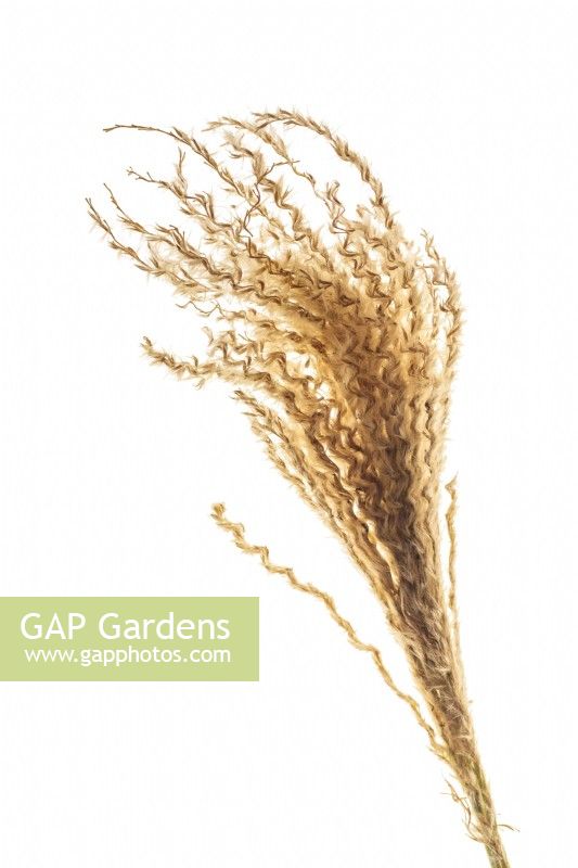 Miscanthus sinensis seedheads on white background 