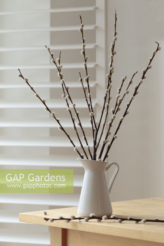 Pussy willow stems in white jug on table