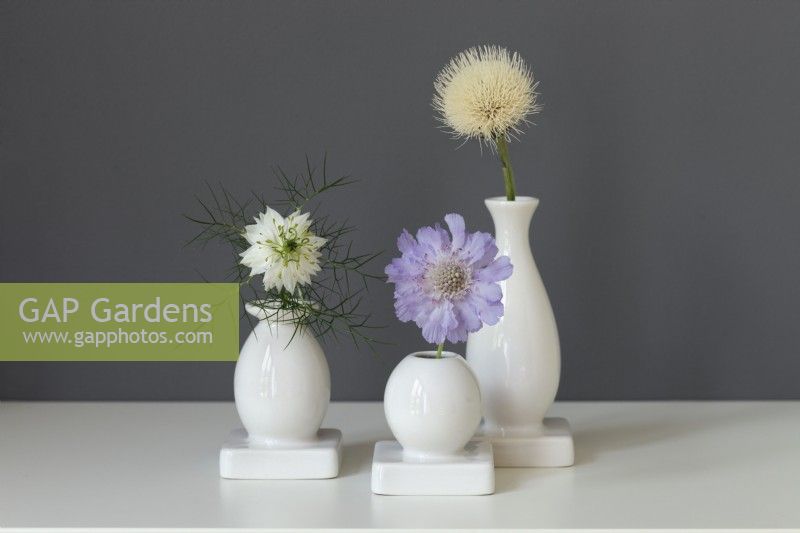 Single summer flowers in bud vases against grey wall