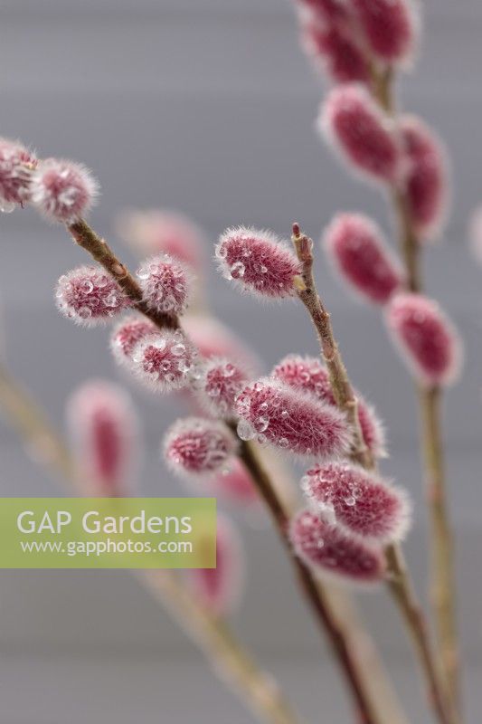 Salix gracilistyla 'Mount Aso' stems against grey background - February