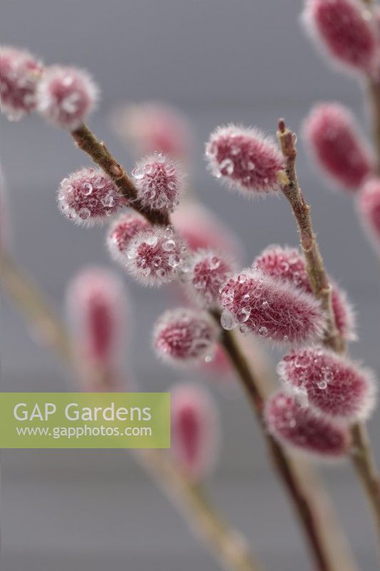 Salix gracilistyla 'Mount Aso' stems against grey background  - February