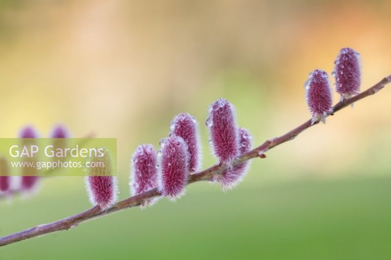 Salix gracilistyla 'Mount Aso' - February