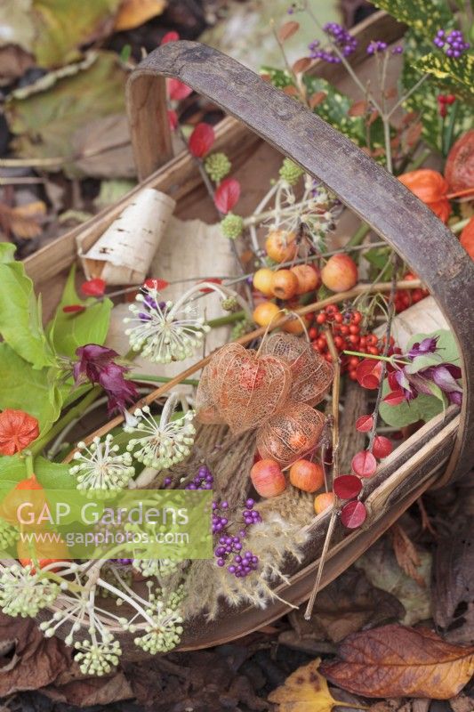 Sussex Trug of Autumn berries, seedheads and flowers amongst autumn leaves 