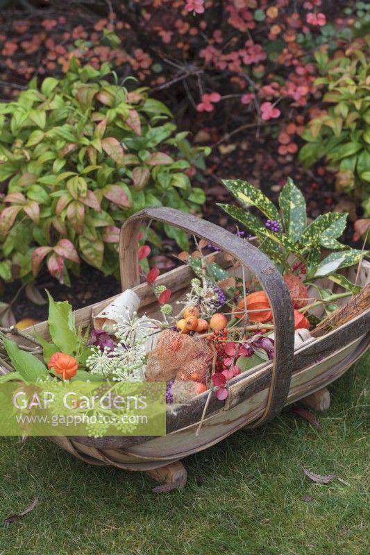 Sussex Trug of Autumn berries, seedheads, leaves and flowers on lawn in front of shrub border