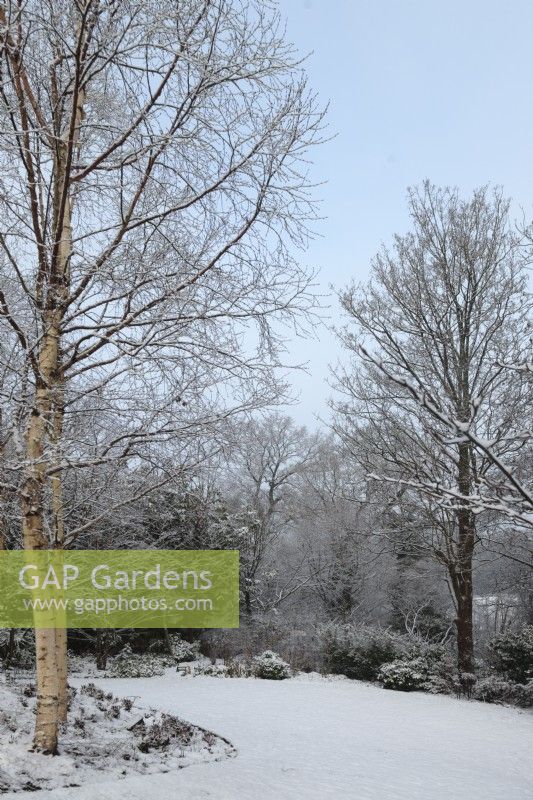 Snow covered lawn in garden with Betula utilis var. jacquemontii 'Grayswood Ghost'   
