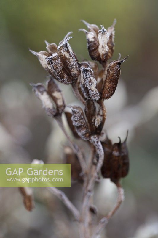Frost on Aconitum carmichaelii 'Arendsii' seedheads  