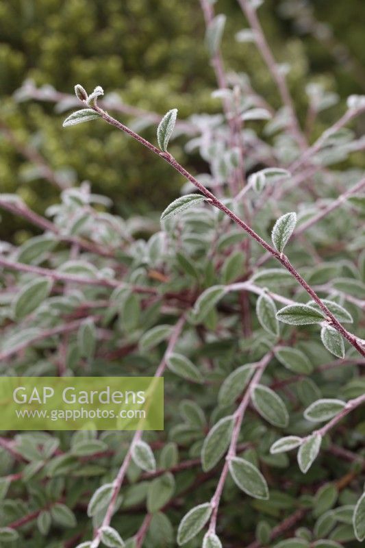 Frost on Cotoneaster salicifolius