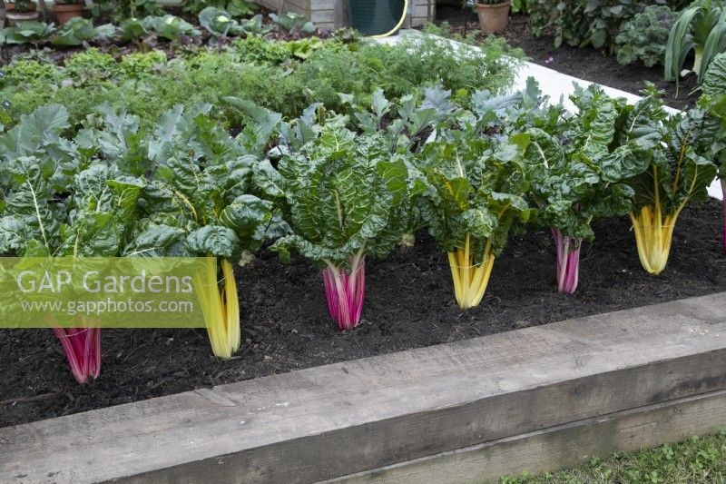 'Health and Relaxation Border' at BBC Gardener's World Live 2021 - Swiss Chard, peppermint and yellow