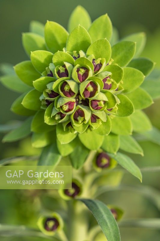Euphorbia characias 'Black Pearl' leaves and flowers in Spring - March
