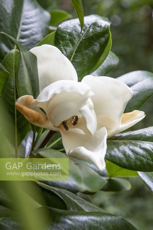 Magnolia x grandiflora - September