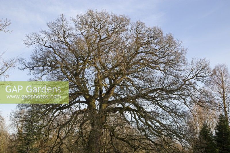 Quercus robur in late winter. The Bressingham Gardens, Norfolk.
