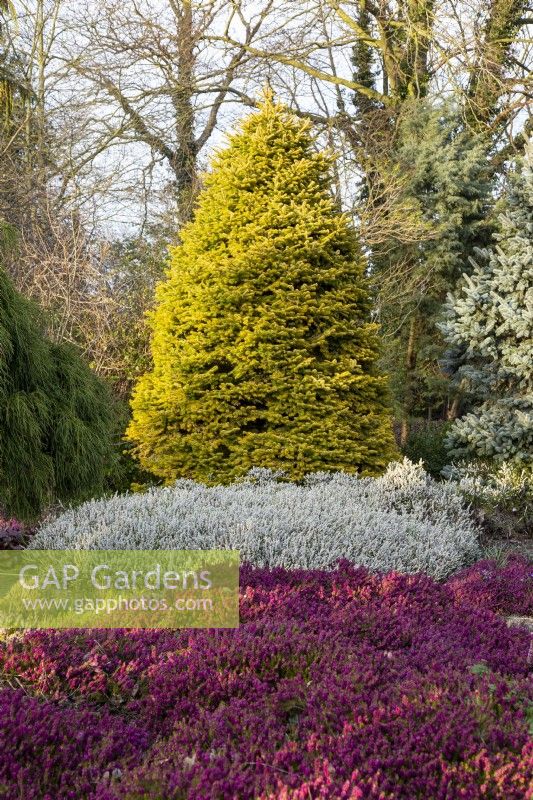 Abies nordmanniana 'Golden Spreader', Erica carnea f. alba 'Ice Princess' and Erica carnea 'Myretoun Ruby' - March, Winter Garden at The Bressingham Gardens, Norfolk.