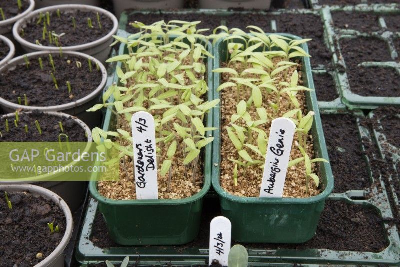'Gardener's Delight' tomato and aubergine 'Genie' seedlings grow through a layer of vermiculite in a small commercial nursery. Spring. 