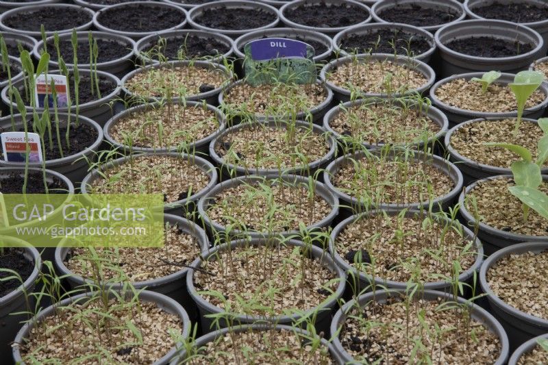 Dill seedlings sprout through a vermiculite covering in a small commercial nursery. Spring.