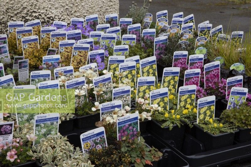 A variety of 7cm alpine plants for sale in a nursery including Thymus 'Doone Valley', Silene 'Druetts variegated', Saxifraga 'Penelope', Erodium x variable 'Bishop's Form', Morisia monanthos, Aubretia 'Audrey Blue', Camapanula muralis, and Saxifrage Your Success'. Spring. 
