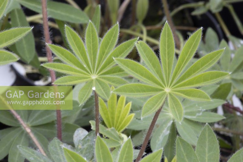 Lupinus Russell mix foliage on young plants. Spring. 