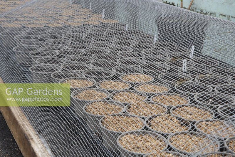 A mesh screen surrounds a variety of plant pots with various seeds planted to protect the seeds from mice eating them. Spring. Commercial nursery.