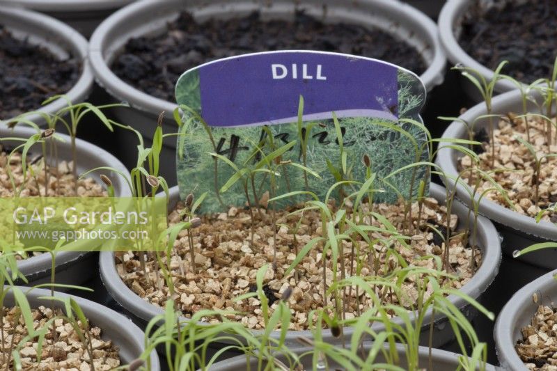 Dill seedlings, with a label, grow through a layer of vermiculite in small plant pots. 