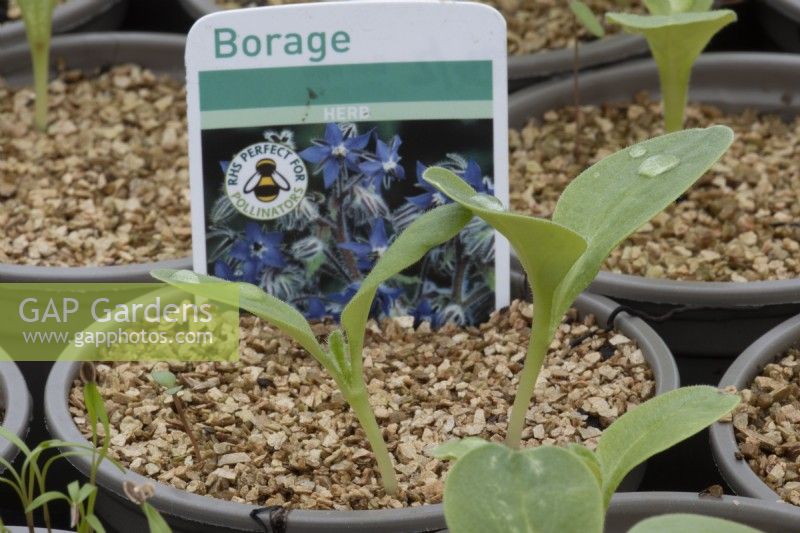 Borage seedlings, with a label indicating good for pollinators, grow thorough a layer of vermiculite. Spring. 