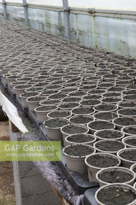 Small plant pots with compost in await seeds in a commercial nursery. Spring. 
