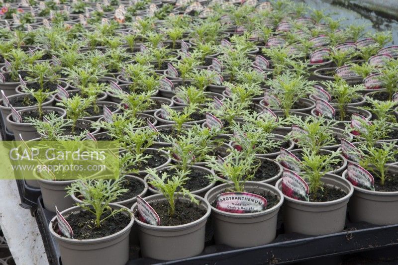 Argyranthemum 'Madeira Double Red' seedlings in a commercial nursery. Spring. 