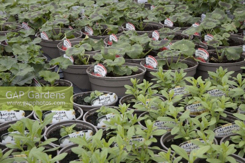 A variety of small plant pots with young plants in a  commercial nursery including Geranium Trend salmon, Bacopa megacopa White, Calibrachoa Can Can Double Lemon. 