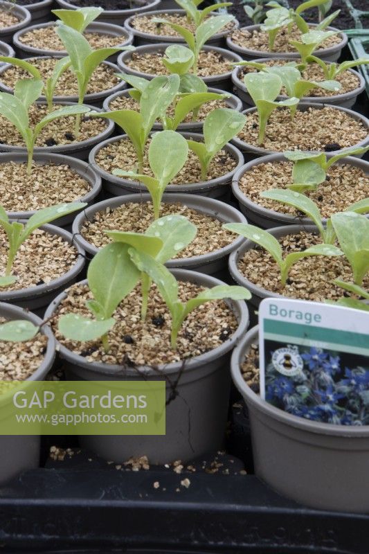 Borage seedlings emerge through a  layer of vermiculite in small plant pots in a commercial nursery. Spring. 