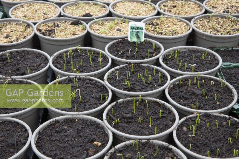Leek seedlings sprout in pots in a  small commercial nursery. Spring