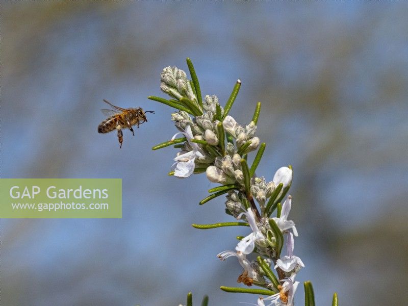 Apis mellifera - Honeybee on Rosmarinus officinalis - Rosemary