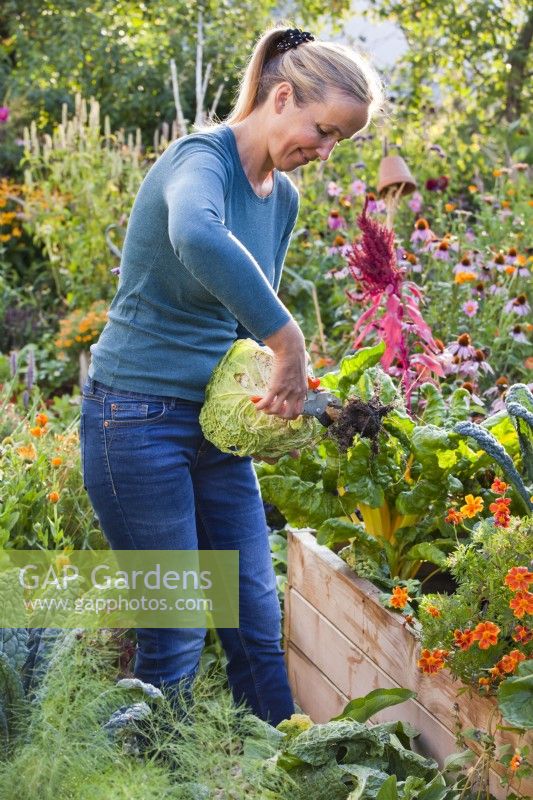 Woman cutting stem from harvested savoy cabbage using secateurs.