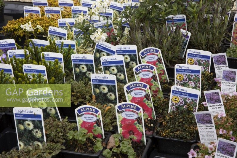A variety of 7cm labelled alpine plants for sale in a nursery including Thymus 'Doone Valley', saxifrage 'Love Me', Geranium 'Melody', Leptinella dendyi and Hebe 'Maori Gem'. Spring. 