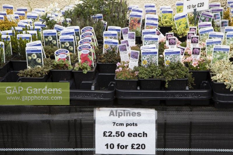 A variety of 7cm labelled alpine plants for sale in a nursery including Thymus 'Doone Valley' and serpyllum 'Pink Chintz', saxifrage 'Peach melba' and 'Jerome', Geranium 'melody', Leptinella dendyi and Silene 'Druetts variegated'. Spring. 