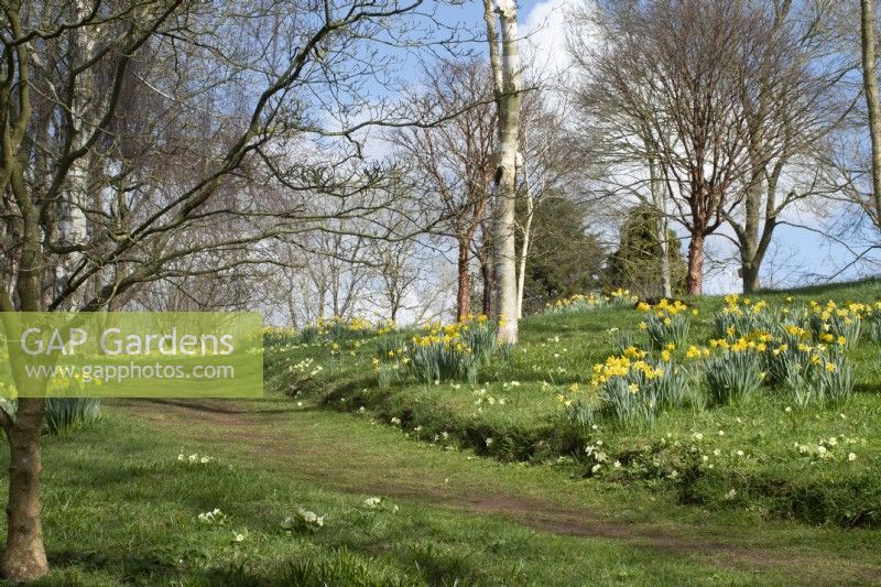 Pathway through daffodils to the wildlife garden in John's Garden at Ashwood Nurseries - Kingswinford - Spring
