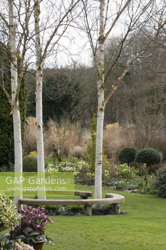 Trio of Betula nigra 'Heritage' in John's Garden at Ashwood Nurseries - Kingswinford - Spring
