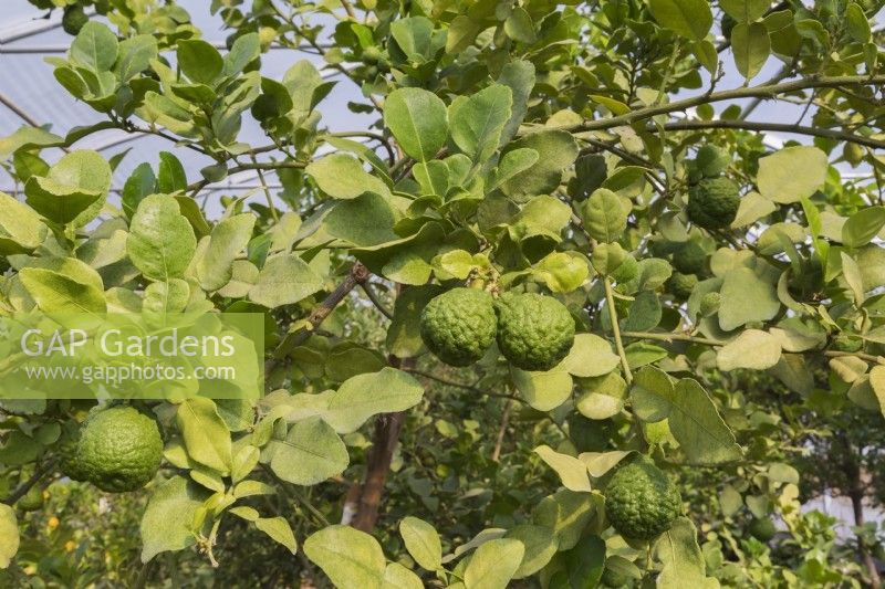 Citrus hystrix - Kaffir Lime fruit tree growing inside commercial greenhouse - September