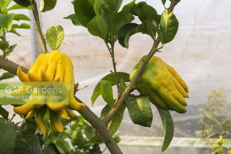 Citrus medica var. sarcodactylis - Buddha's Hand or Fingered Citron fruit tree growing inside commercial greenhouse, Quebec, Canada - September