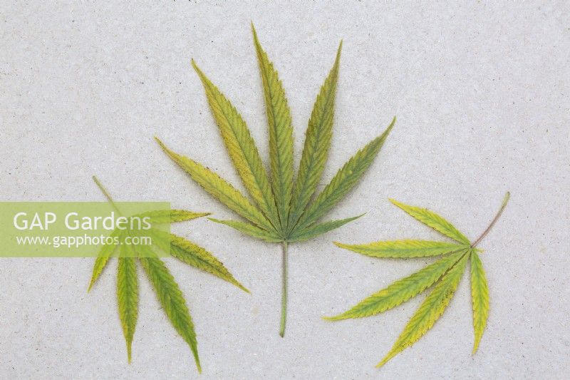 Harvested Cannabis sativa - Marijuana leaves on beige textured cardboard surface - October