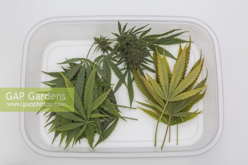 Harvested Cannabis sativa - Marijuana leaves and flowerheads in transparent plastic tray on white cardboard surface - October